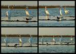 (08) pelican montage.jpg    (1000x720)    305 KB                              click to see enlarged picture